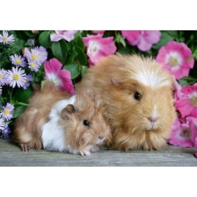 Puzzle Porcusor De Guinea Si Iepuras, 2X12 Piese Ravensburger - 1
